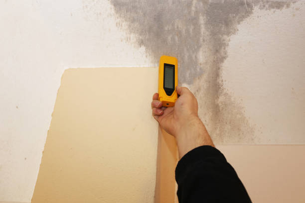 Best Mold Remediation for Healthcare Facilities  in Allendale, SC